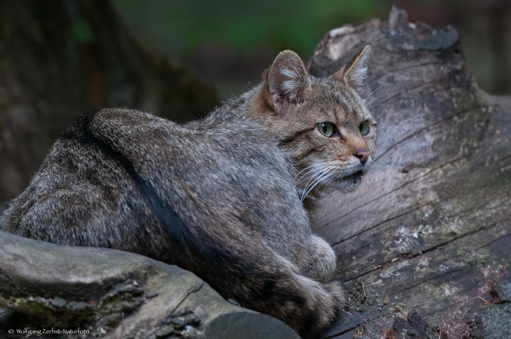  - WILDKATZE -  ( Felis silvestris )