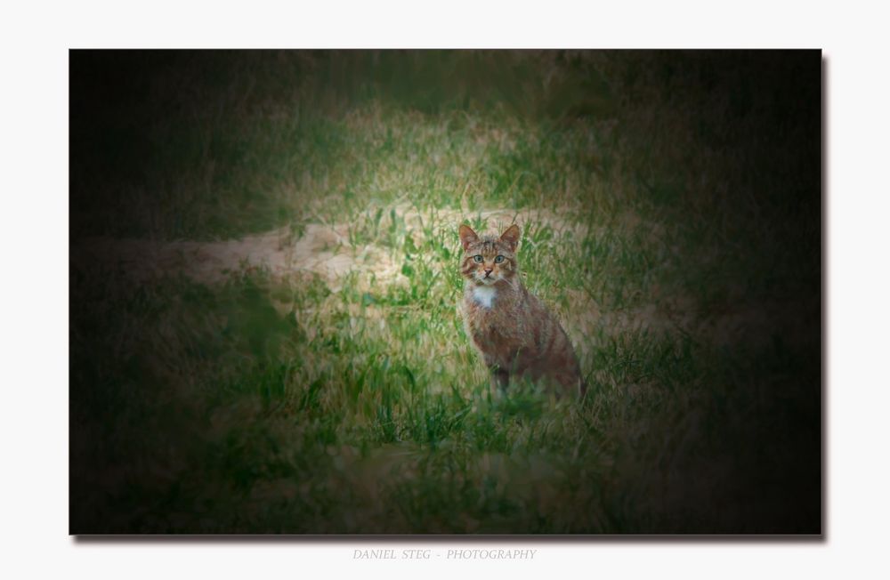 Wildkatze (Felis silvestris) 