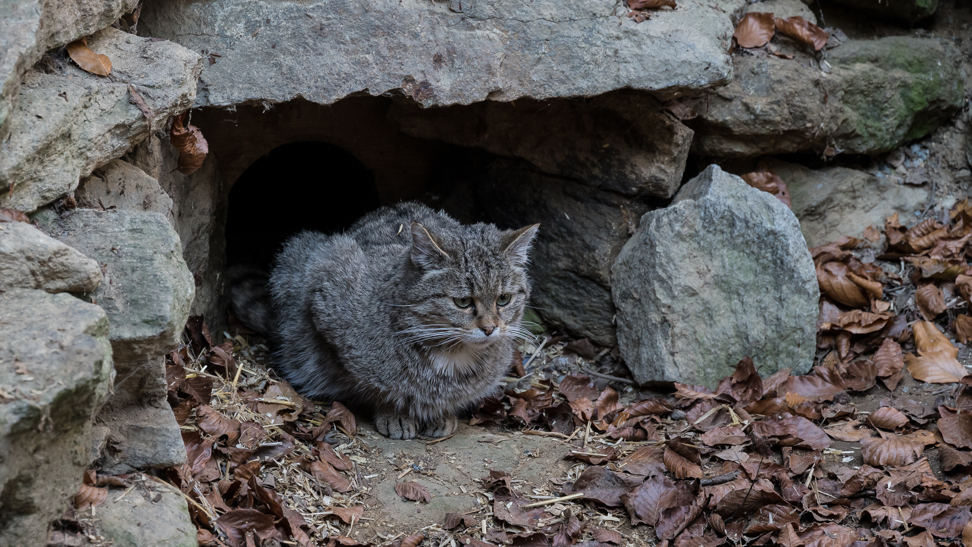 Wildkatze - Felis Silvestris