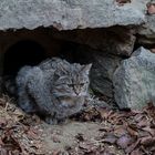 Wildkatze - Felis Silvestris