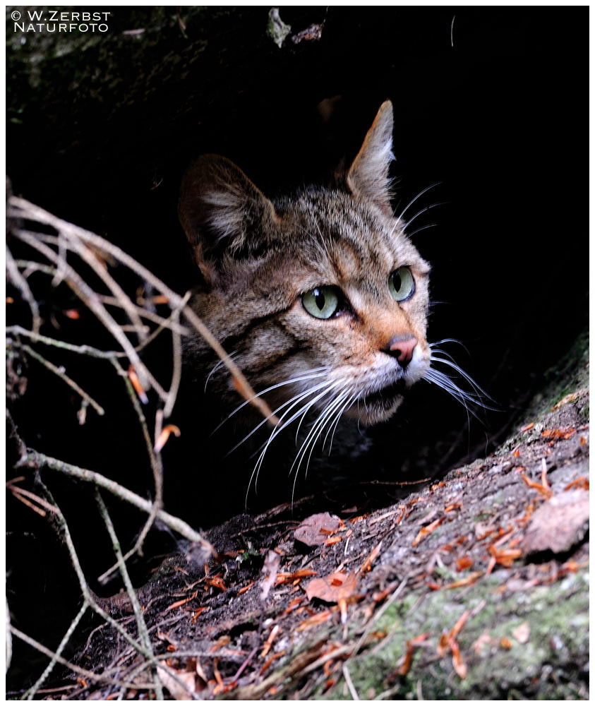 - Wildkatze - ( Felis silvestris ) Bay.-Wald.