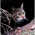 - Wildkatze - ( Felis silvestris ) Bay.-Wald.