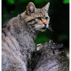 - Wildkatze - ( Felis silvestris )  Bay. Wald Tierfreigehege .