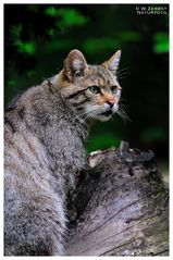 - Wildkatze - ( Felis silvestris )  Bay. Wald Tierfreigehege .