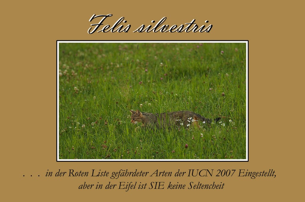 Wildkatze (Felis silvestris)