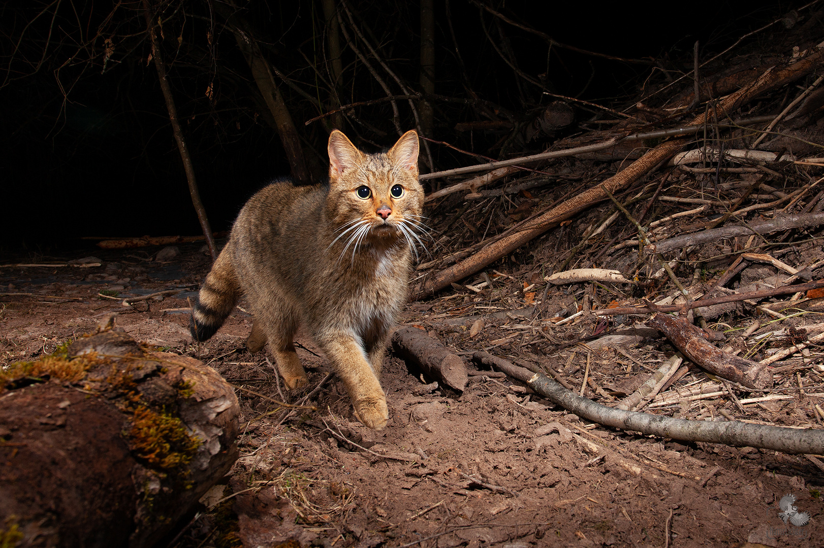 Wildkatze (Felis silvestris), European wildcat, Thüringen, Deutschland