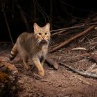 Wildkatze (Felis silvestris), European wildcat, Thüringen, Deutschland