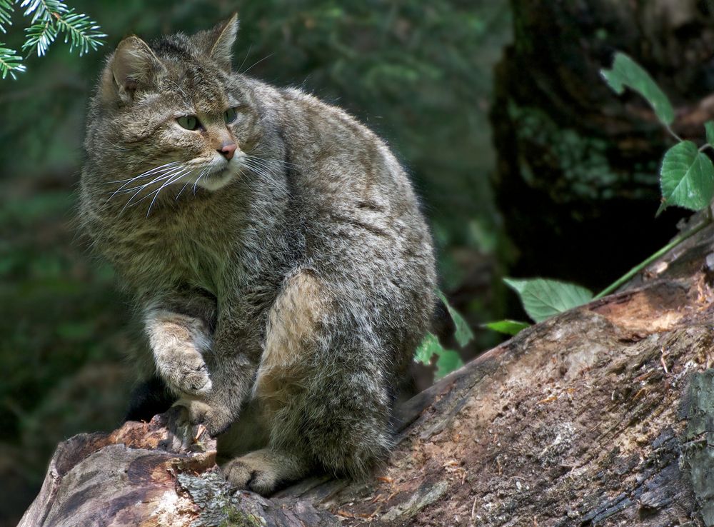 Wildkatze (Felis silvestris) Kater Tierfreigelände Neuschönau