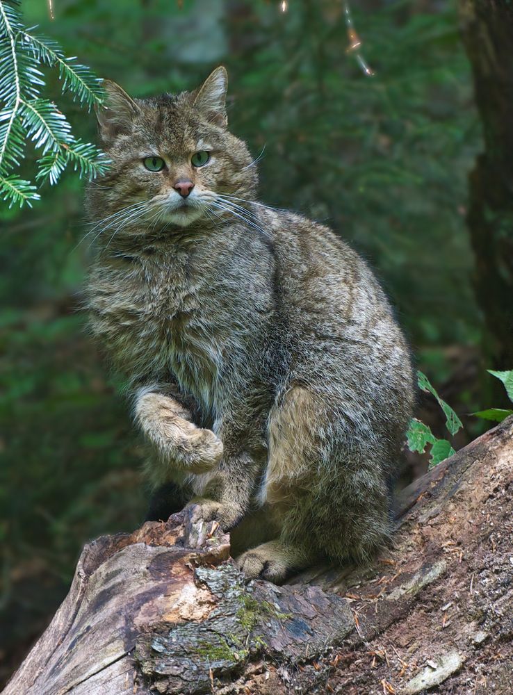 Wildkatze (Felis silvestris) Kater Tierfreigelände Neuschönau II