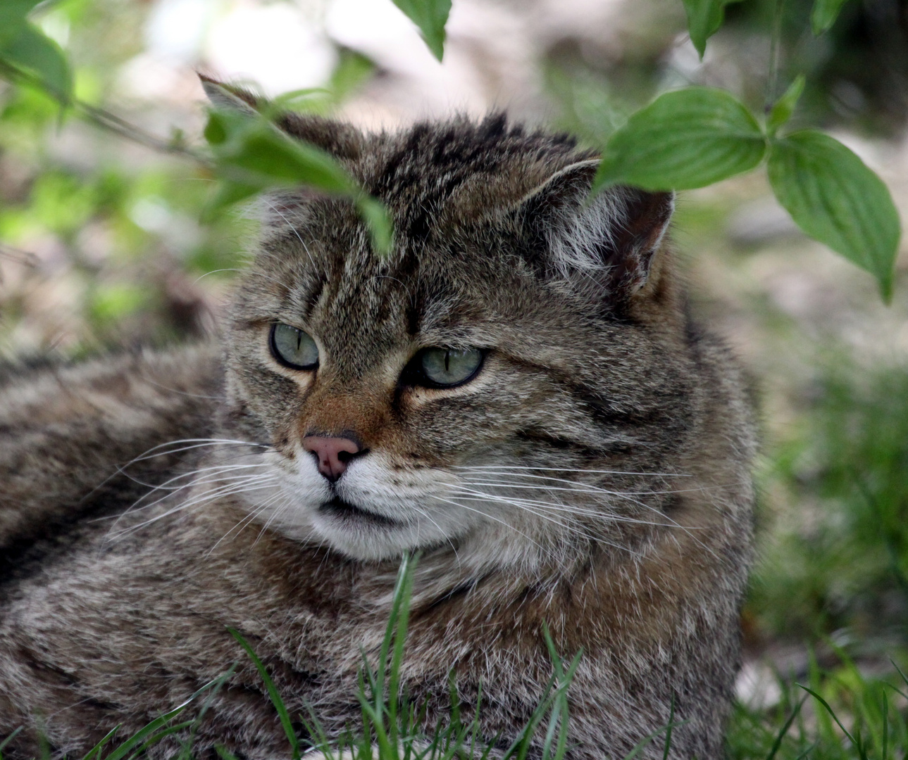 Wildkatze (Felis silvestris), Tierpark Lange Erlen, Basel - Schweiz