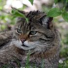 Wildkatze (Felis silvestris), Tierpark Lange Erlen, Basel - Schweiz