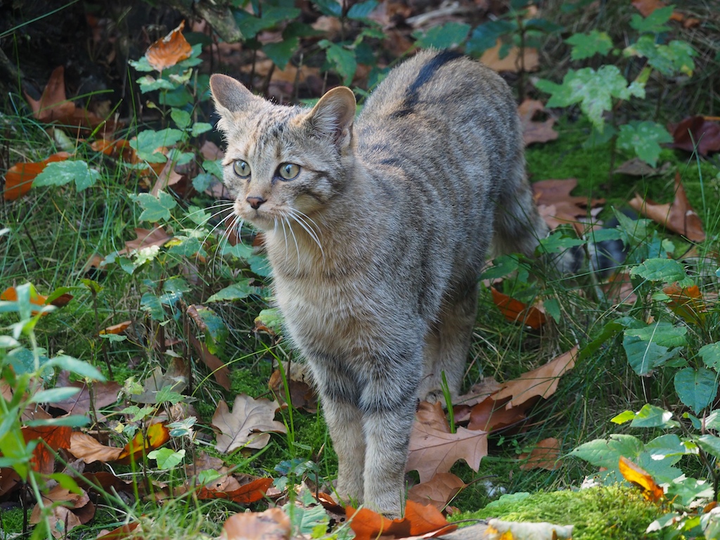 WILDKATZE (Felis sylvestris)