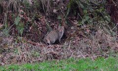 Wildkatze-Frankenberg/ Eder-01.01.2022