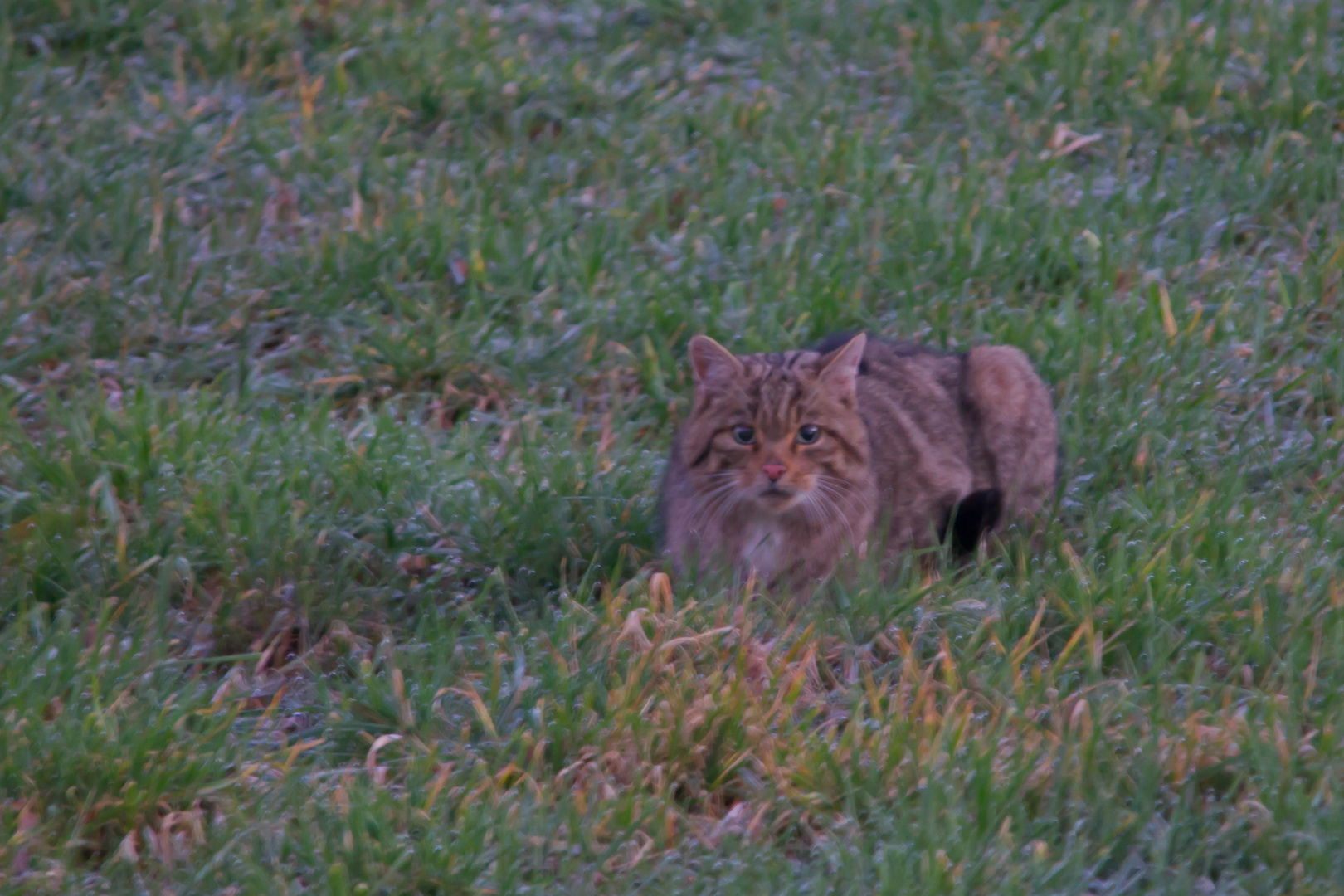 Wildkatze   Frühjahr 2020 dok.