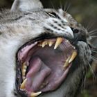 Wildkatze, grrrrrrrrr