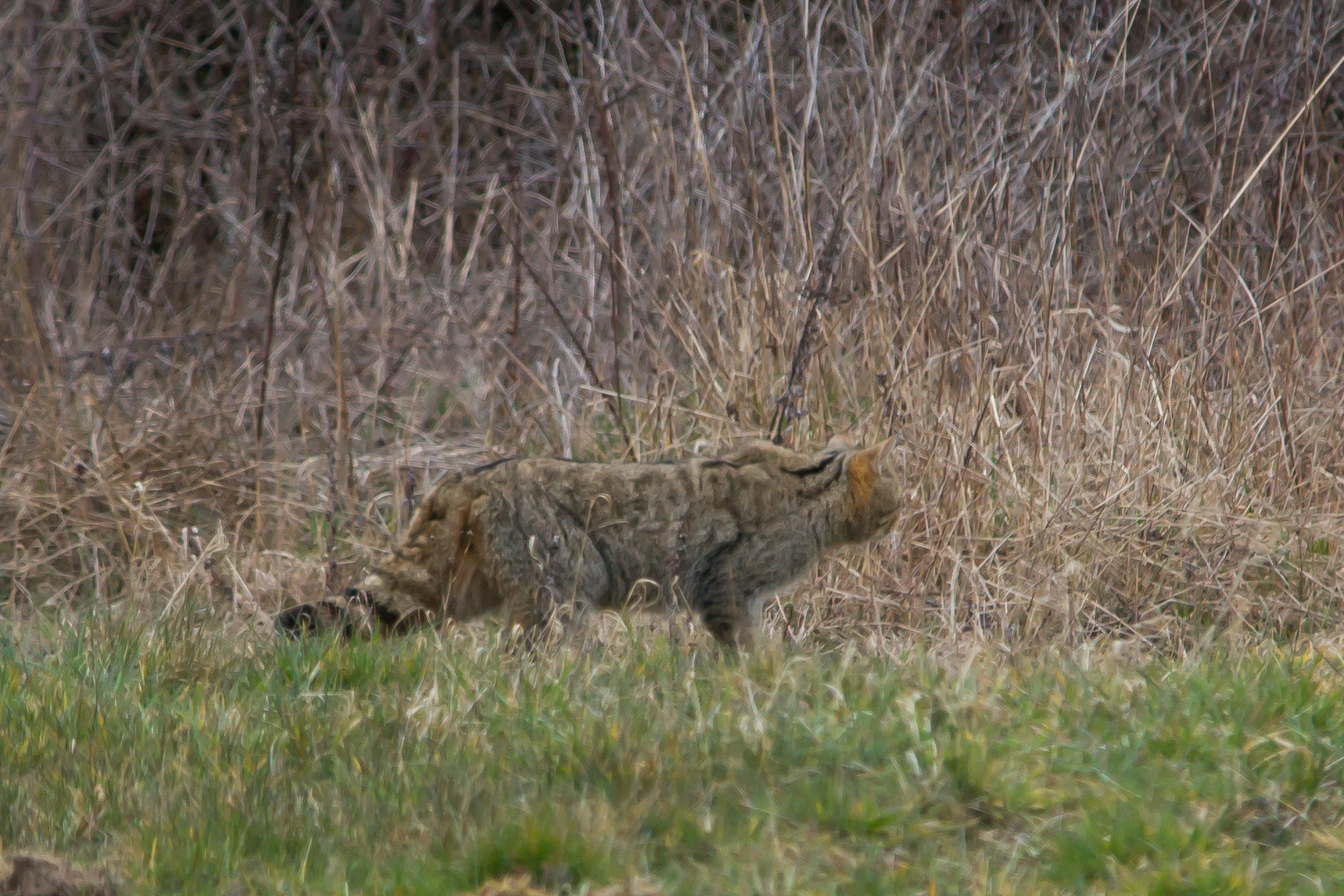 Wildkatze  gute Tarnung