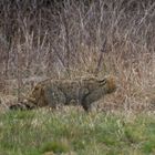 Wildkatze  gute Tarnung