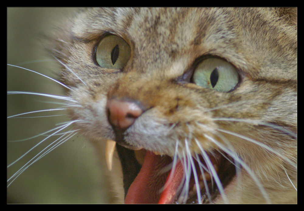 Wildkatze   Hallo Mäuschen- ich hab dich zu fressen gern