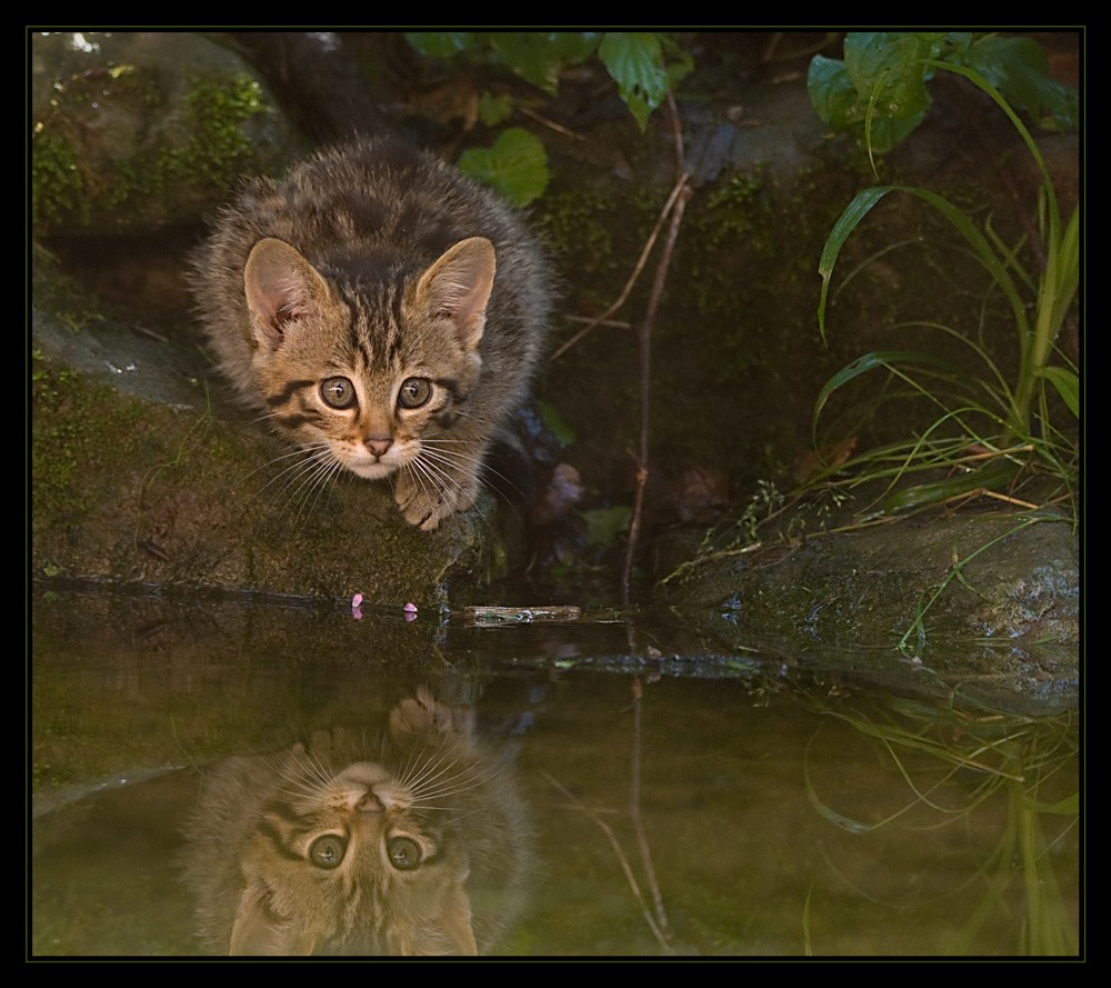 Wildkatze II