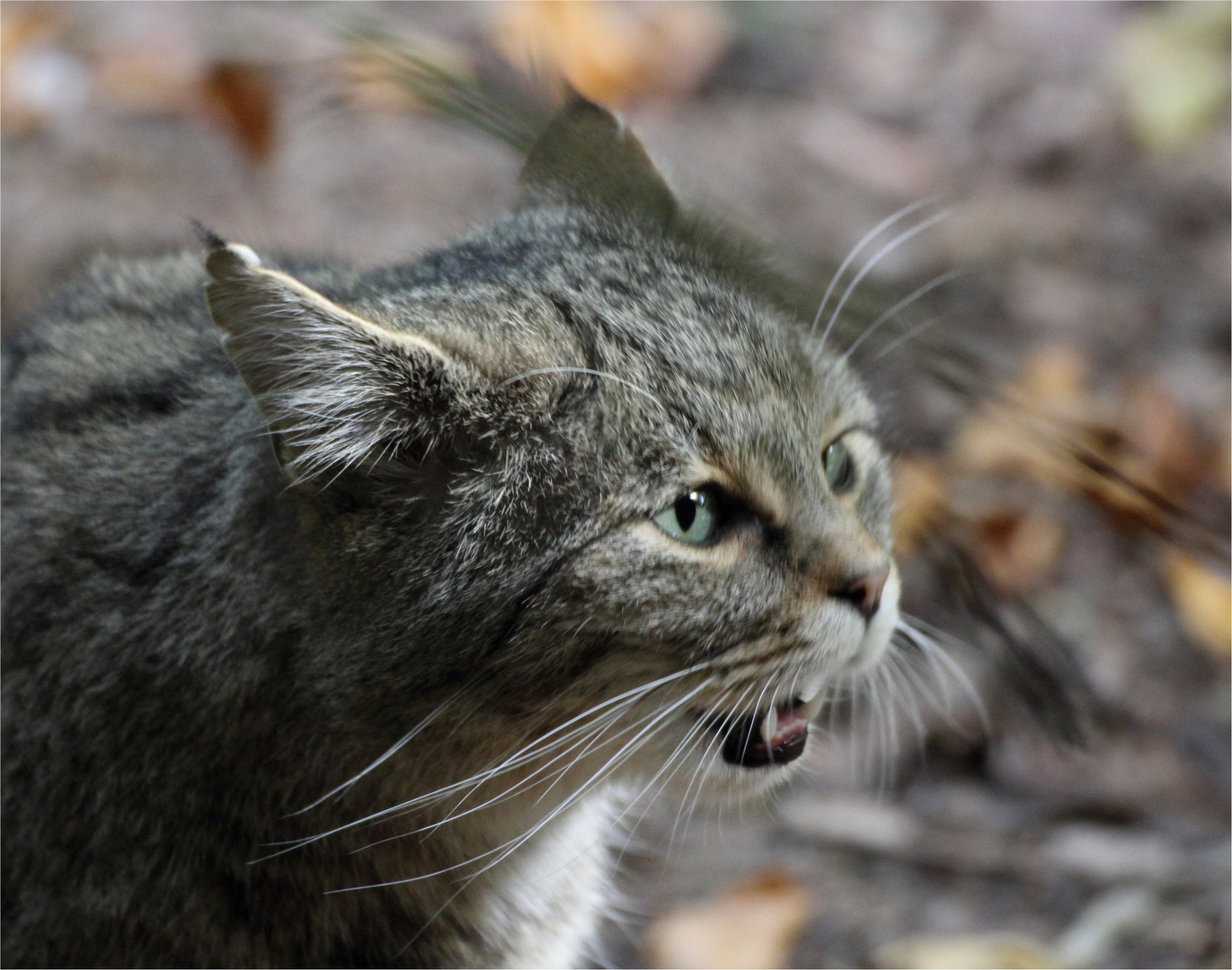 Wildkatze II - hochdynamisch...