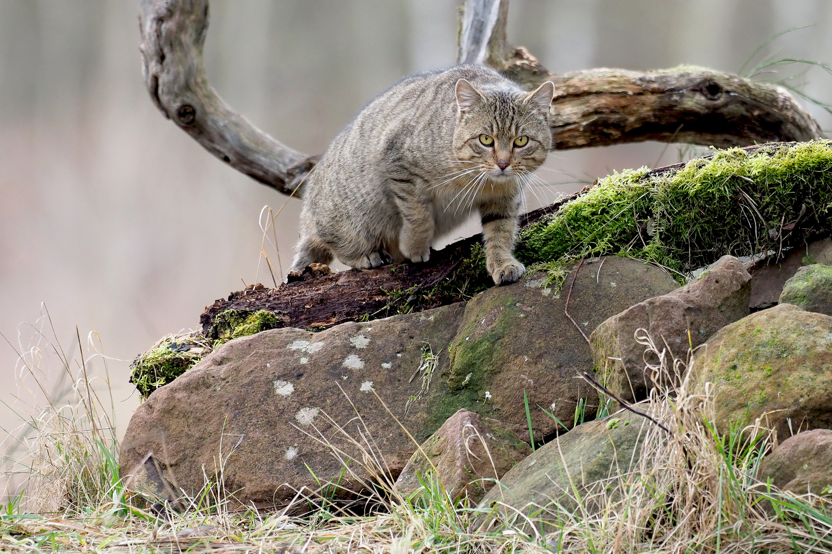 ... WILDKATZE III ...