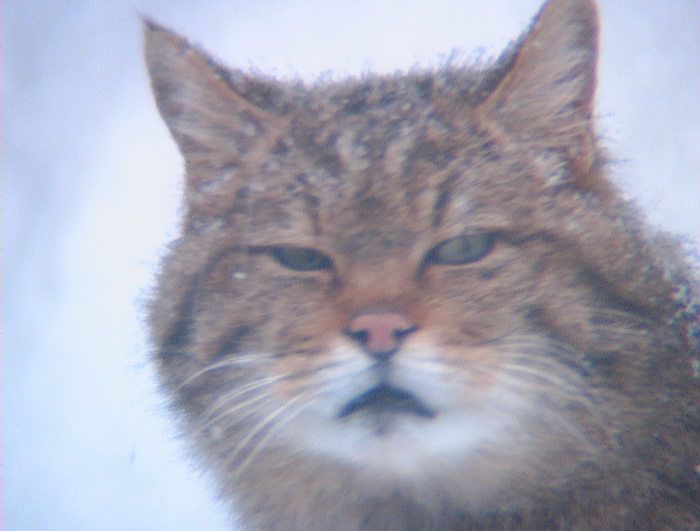 Wildkatze im Bayerischen Wald