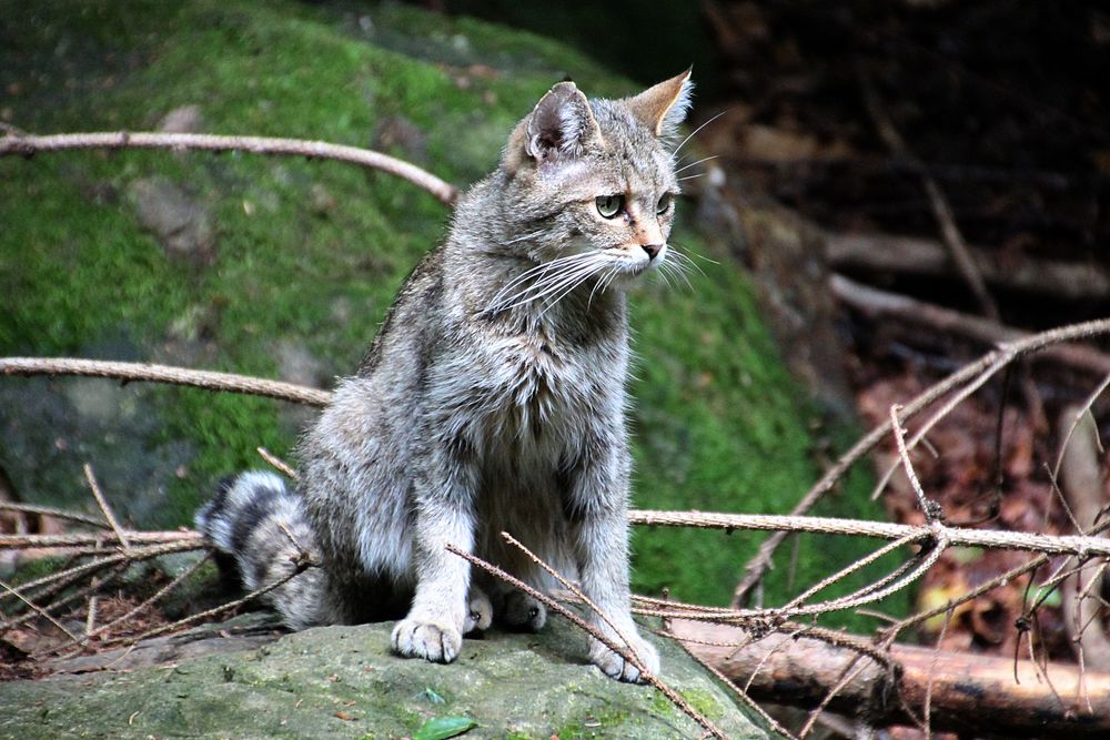 Wildkatze im Bayerischen Wald