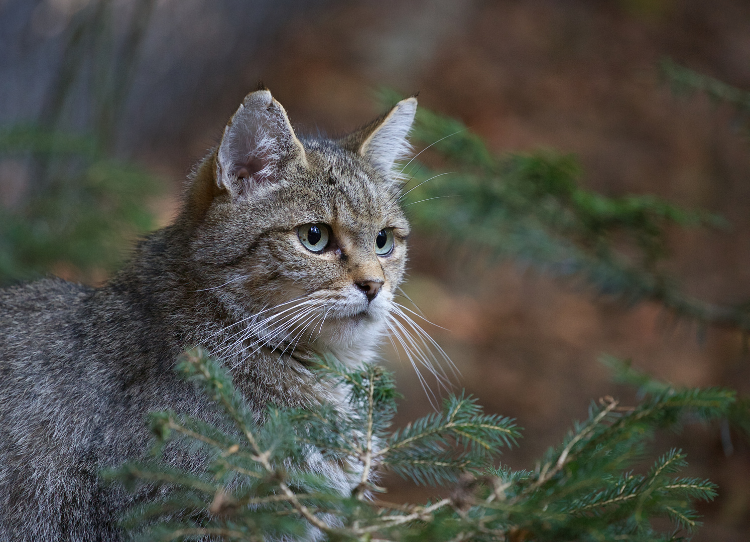 Wildkatze im Bayerischen Wald