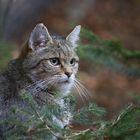 Wildkatze im Bayerischen Wald