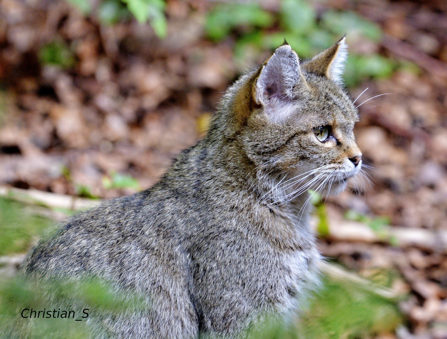 Wildkatze im Bayr. Wald