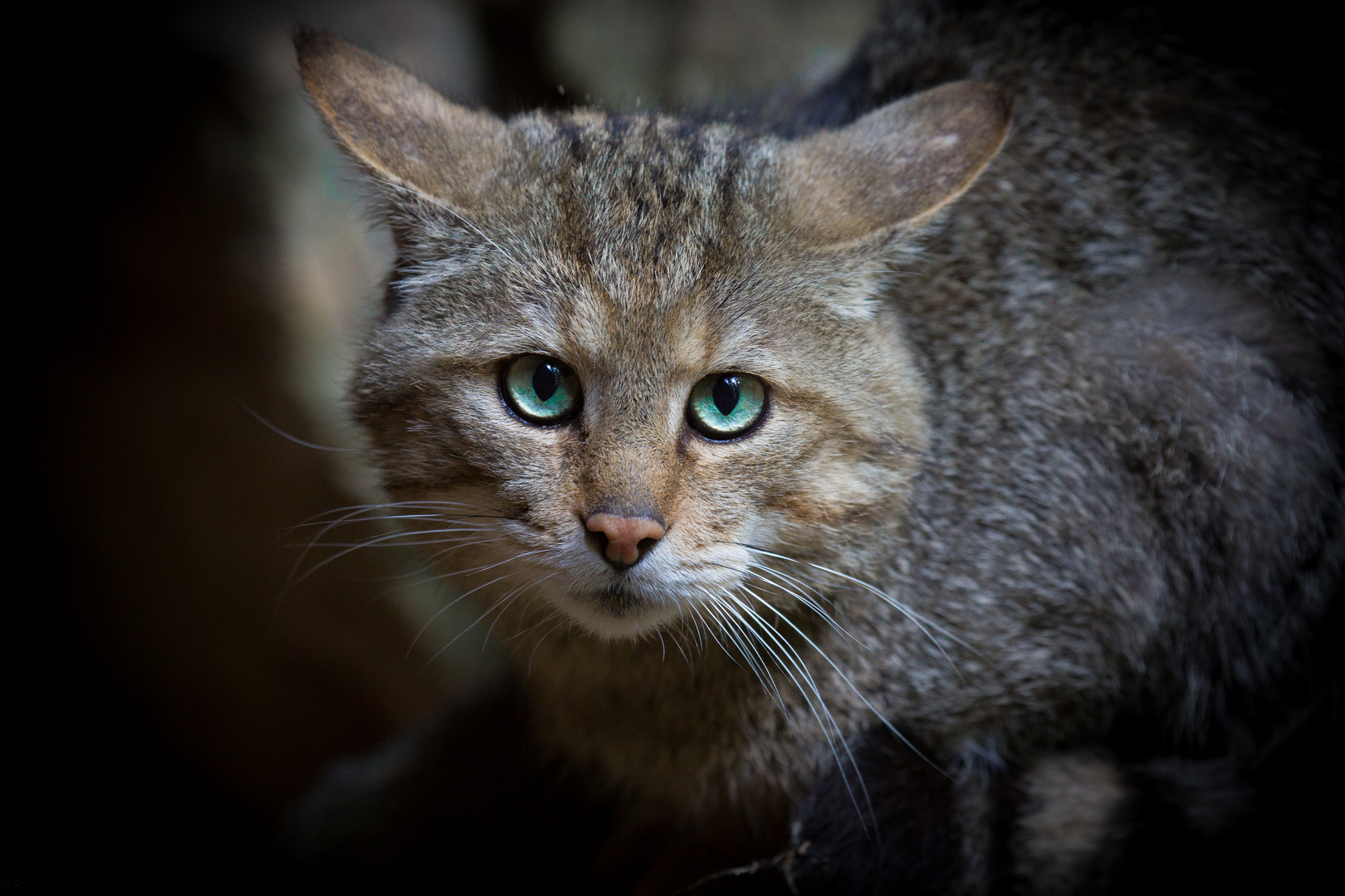 wildkatze im bay.wald