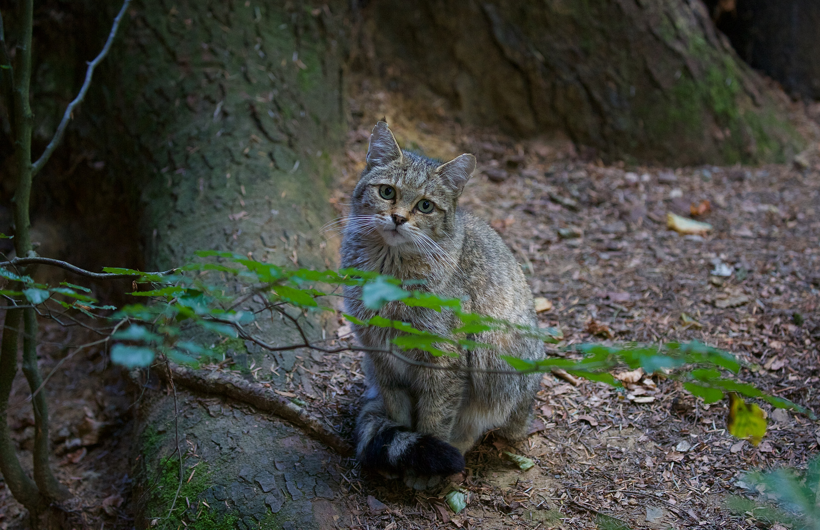 Wildkatze im Bay.Wald (Nationalpark)