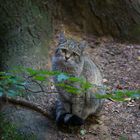 Wildkatze im Bay.Wald (Nationalpark)