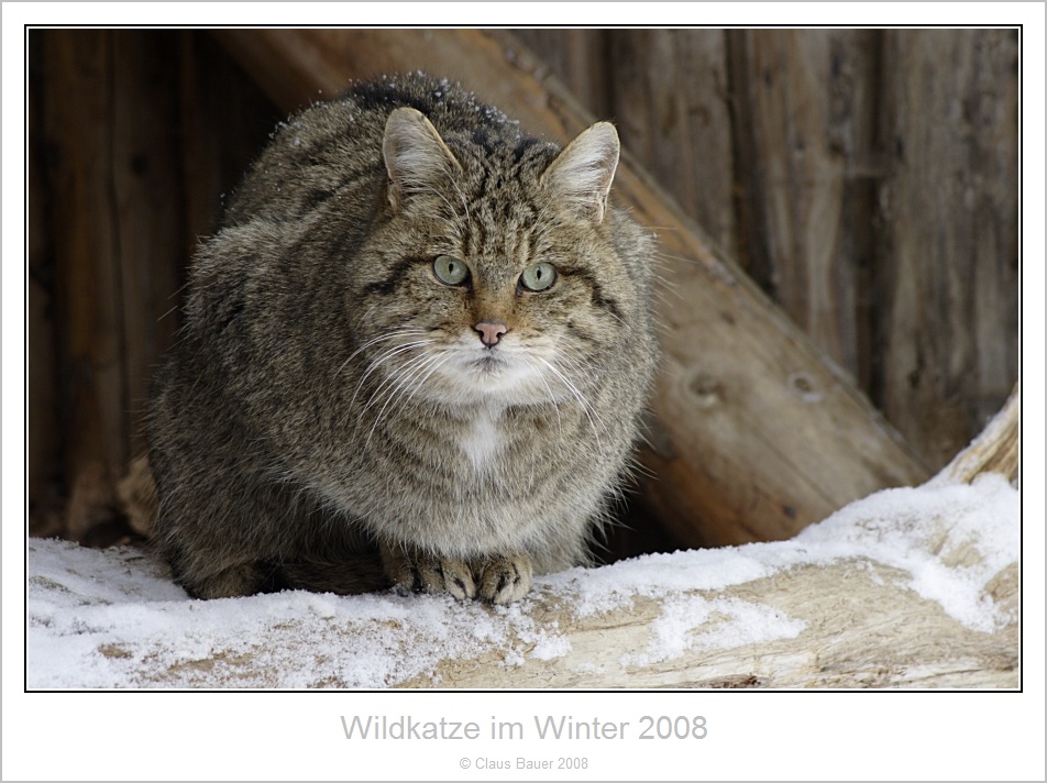 Wildkatze im ersten Schnee.