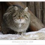 Wildkatze im ersten Schnee.