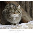 Wildkatze im ersten Schnee.