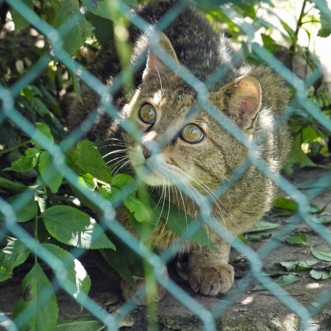 Wildkatze im Gehege