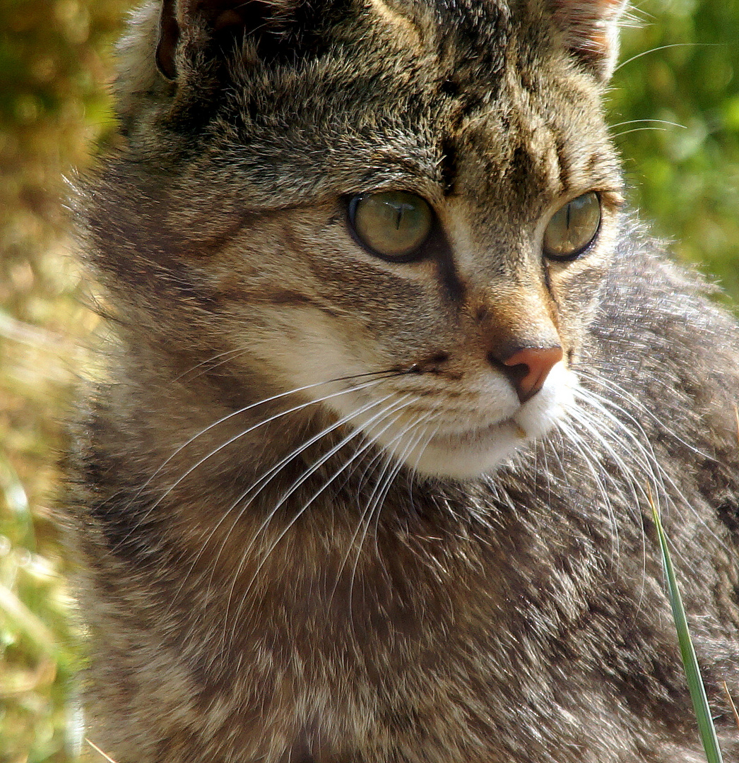 wildkatze im gehege hütscheroda