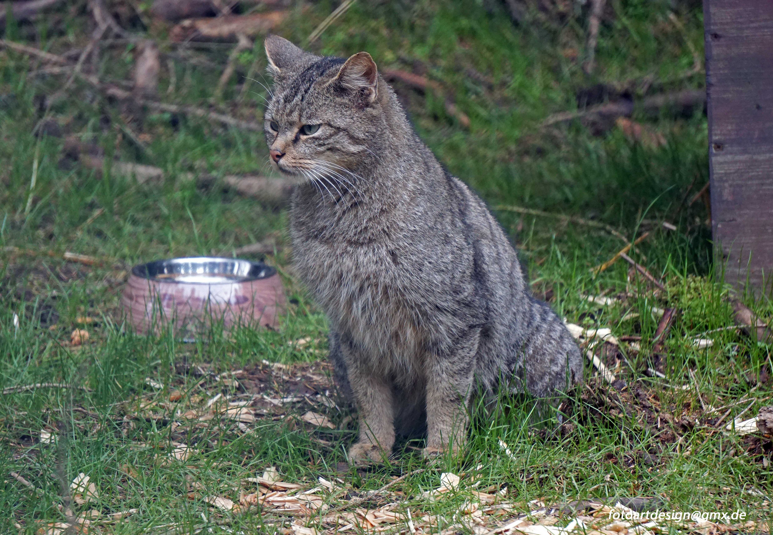 Wildkatze im Harz...etwas für Fans