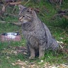 Wildkatze im Harz...etwas für Fans