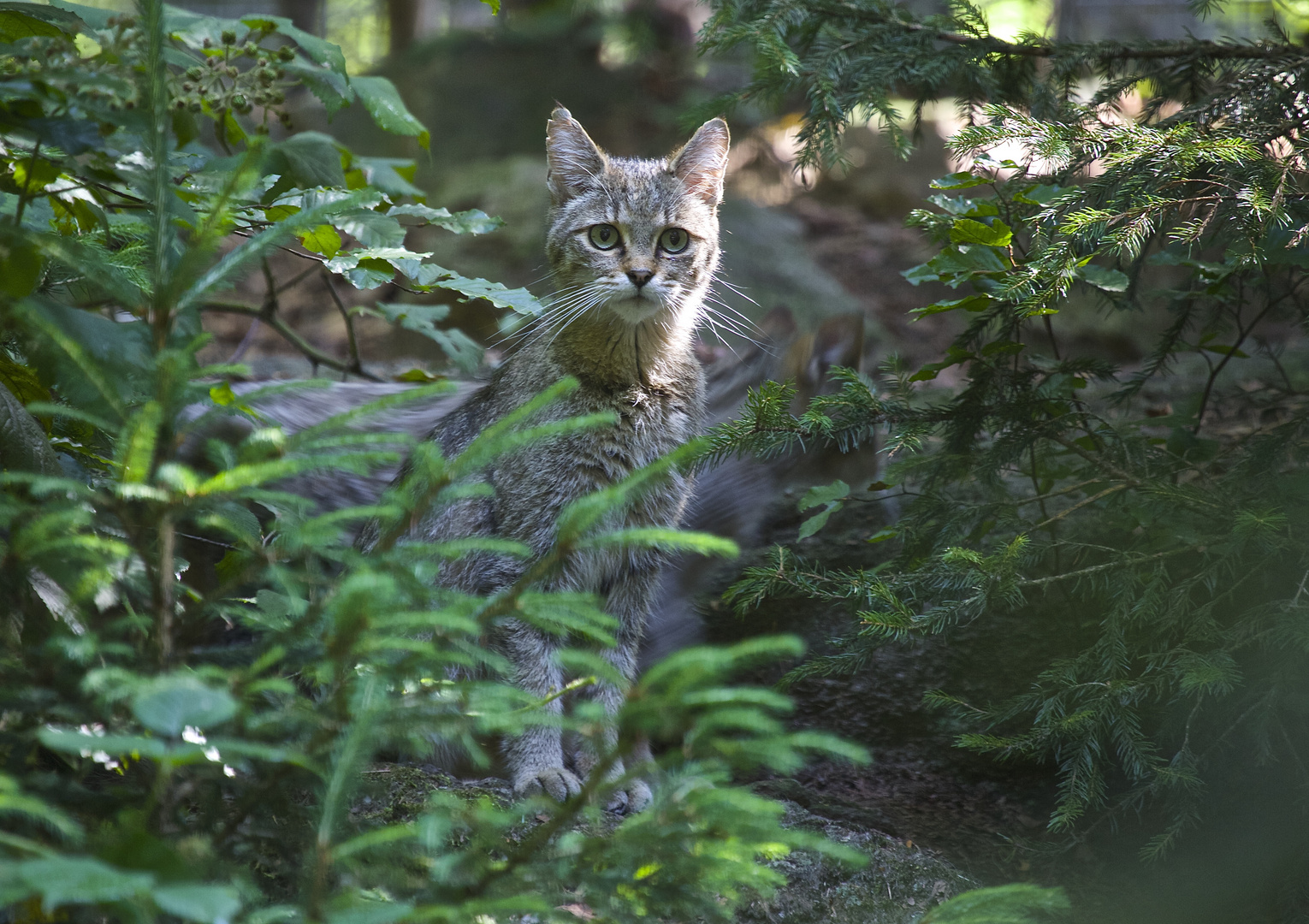 wildkatze im national park bay.wald