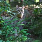 wildkatze im national park bay.wald