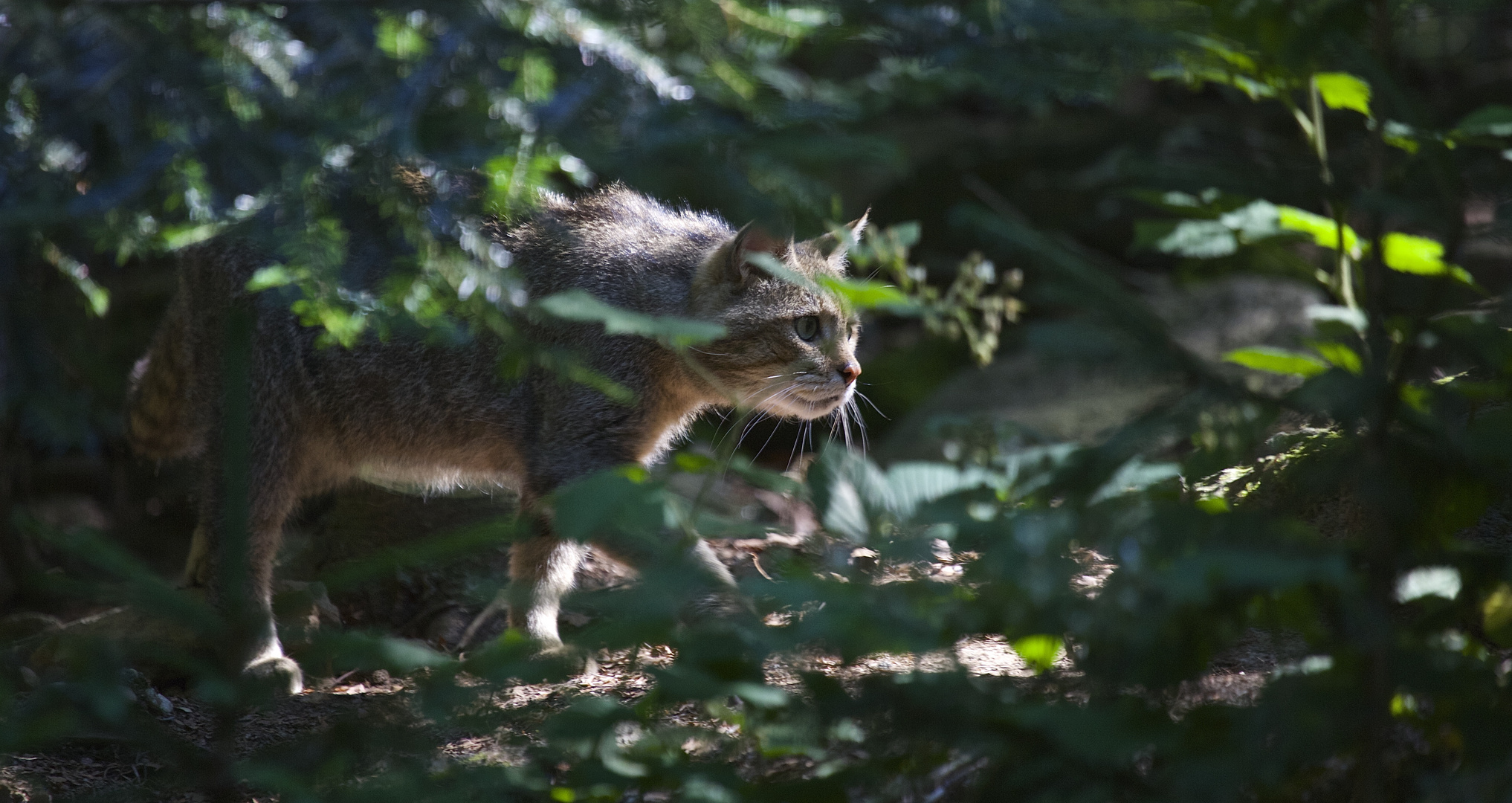 wildkatze im national park bay.wald