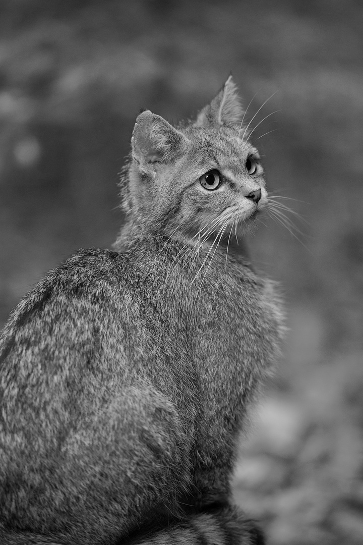 Wildkatze im Nationalpark Bayerischer Wald...