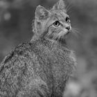 Wildkatze im Nationalpark Bayerischer Wald...