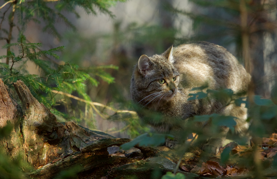 Wildkatze im Nationalpark Bayerischer Wald...