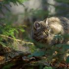 Wildkatze im Nationalpark Bayerischer Wald...