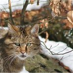 Wildkatze im Nationalpark Bayerischer Wald