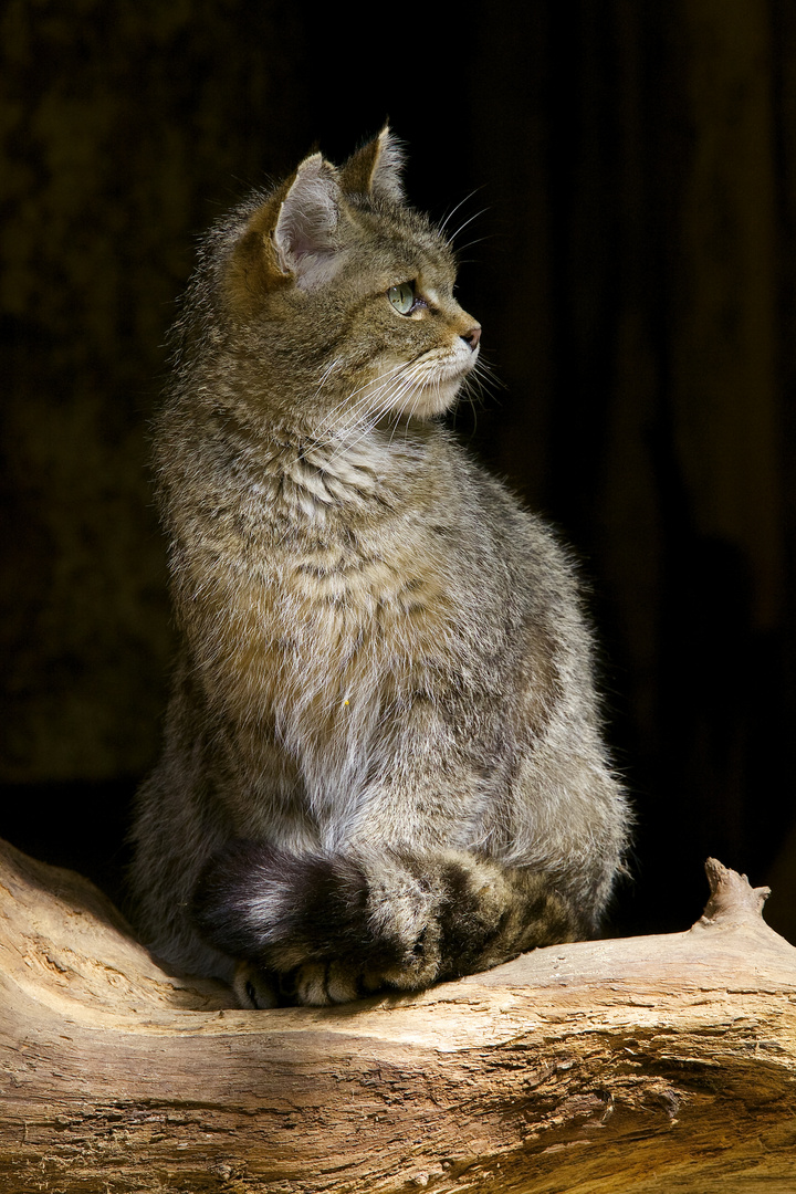 Wildkatze im Nationalpark Bayerischer Wald