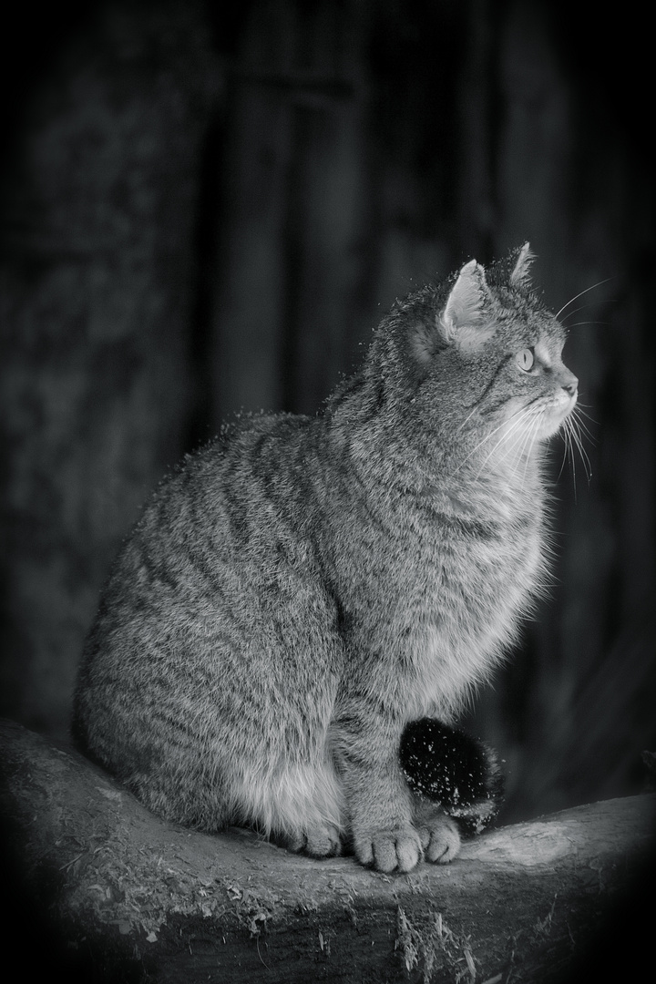 Wildkatze im Nationalpark Bayerischer Wald....